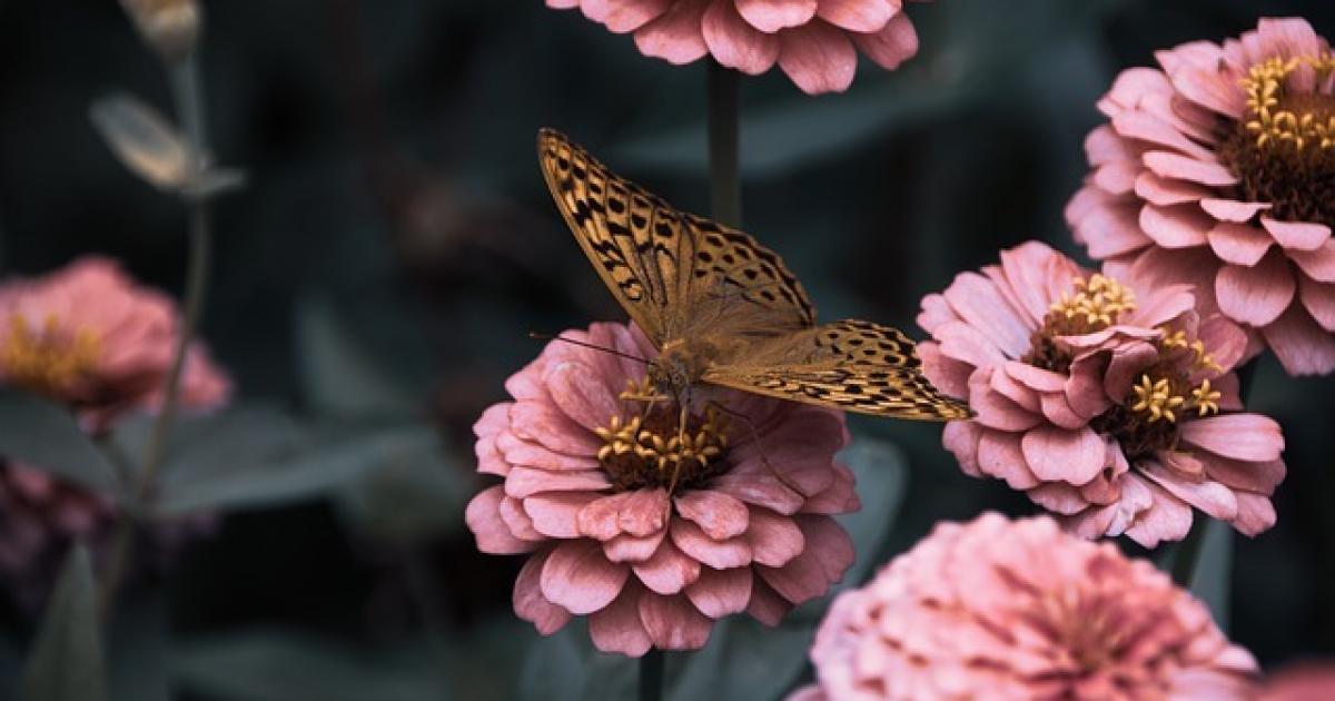 What to visit next week: Butterfly House in Karlovy Vary