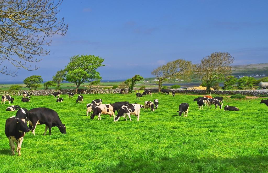 Smart Farming For Sustainable And Cost-saving Agriculture In Ireland ...