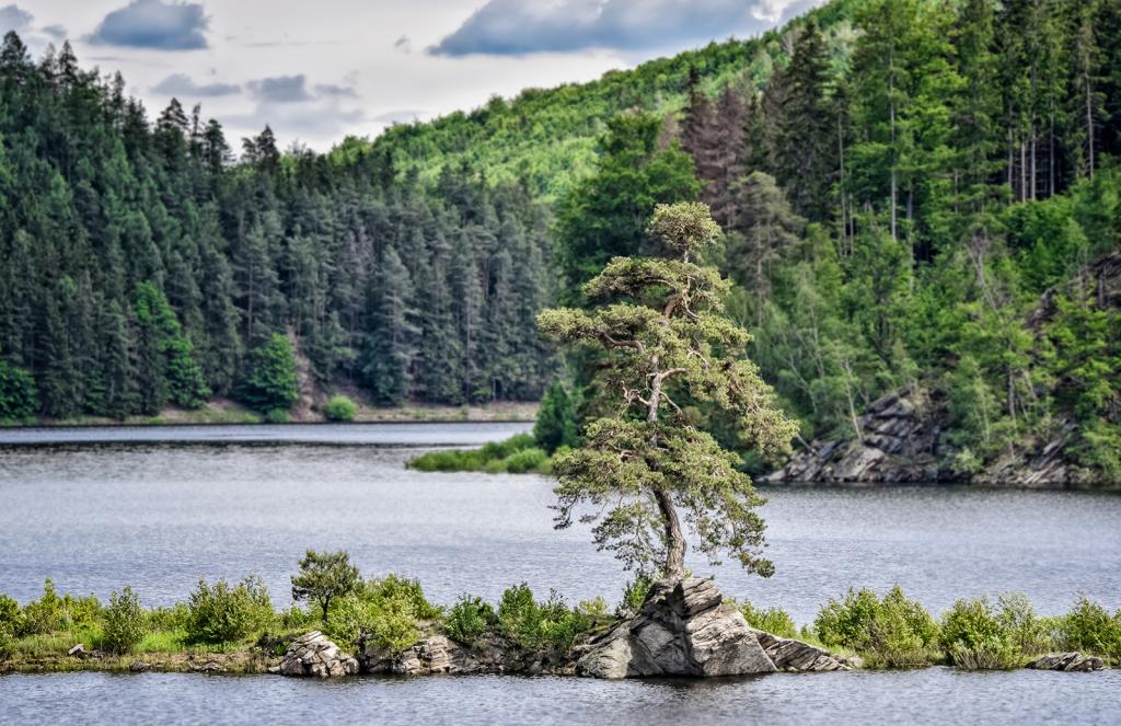 Czech tree European Tree of the Year TheMayor.EU