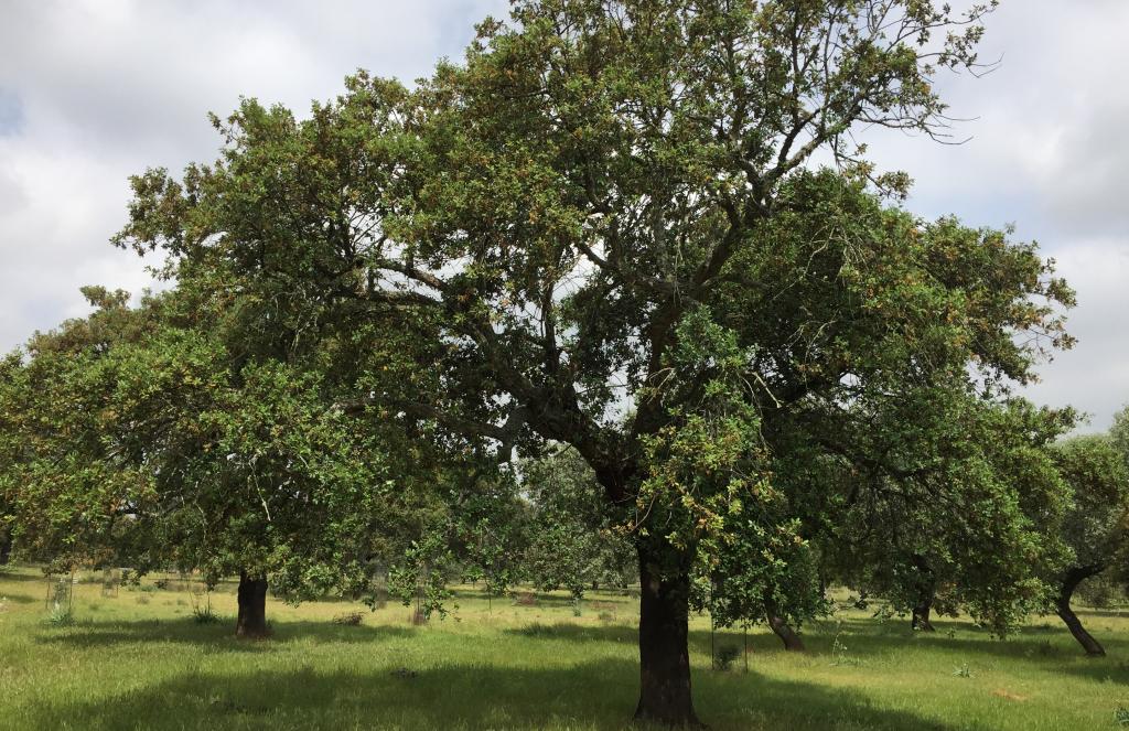 Online lecture for cork oak farmers in Extremadura | TheMayor.EU