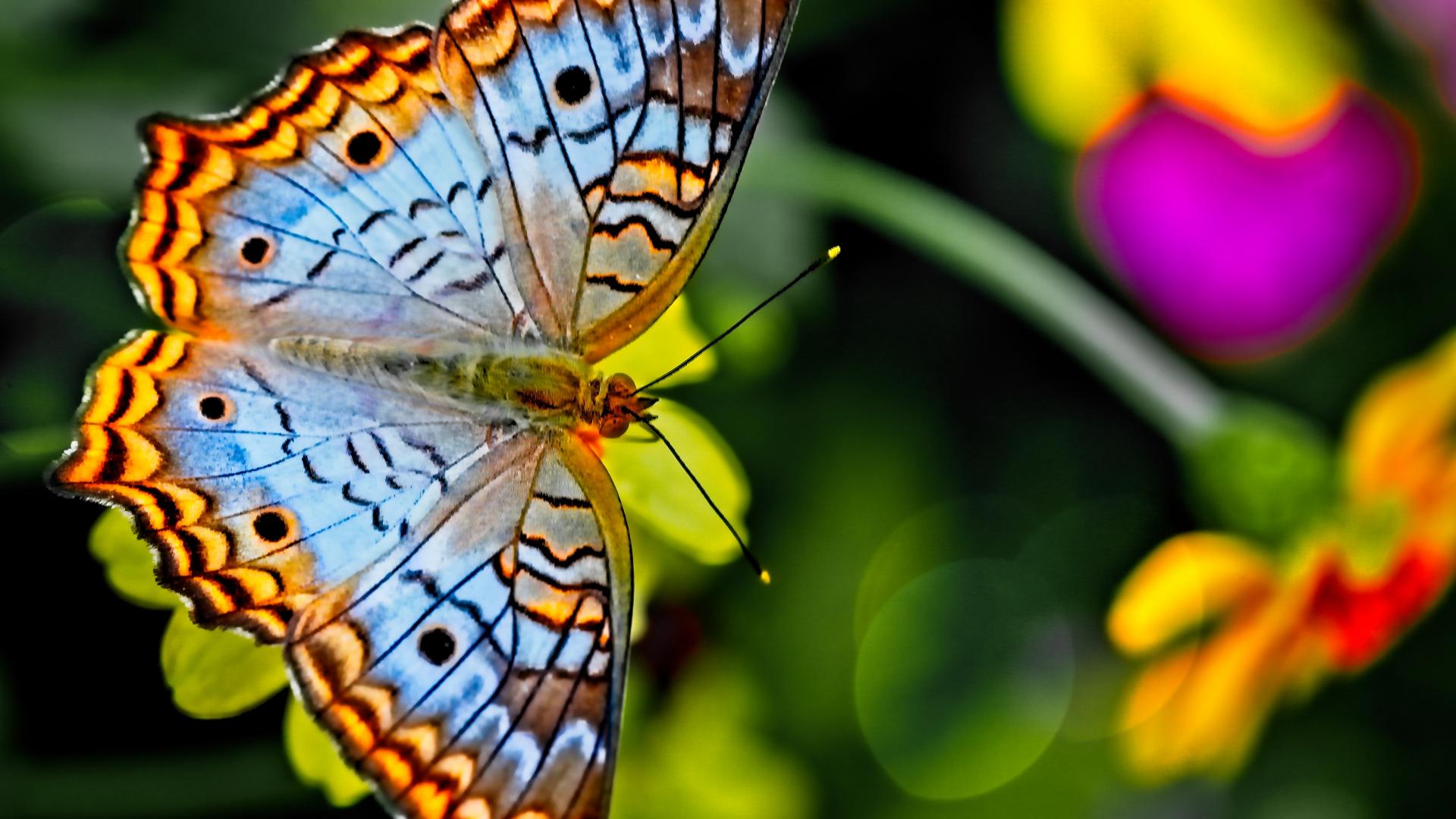 the-great-butterfly-count-in-belgium-revealed-the-top-10-common-species