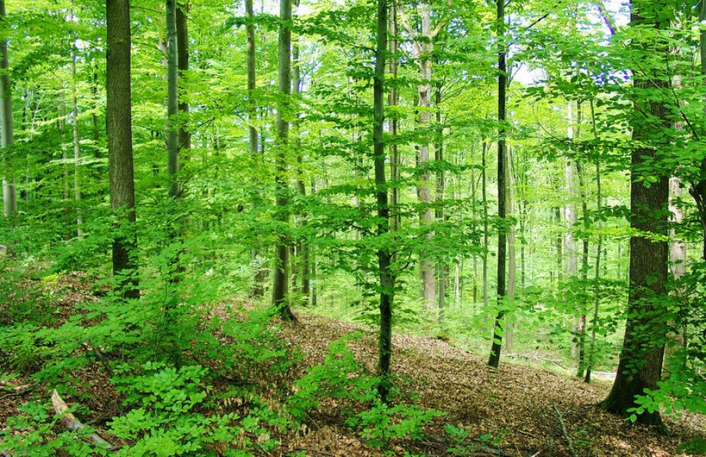 Stuttgart planning to prepare forests for climate change | TheMayor.EU